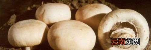 口蘑里面黑色绒毛怎么处理