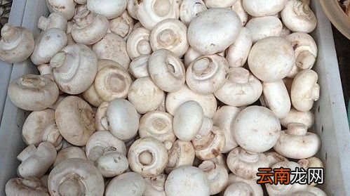 口蘑的里面是黑色的吗