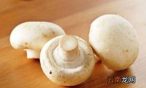 口蘑的里面是黑色的吗