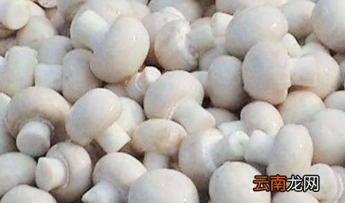 口蘑里面黑色的怎么弄