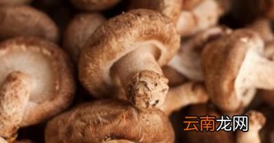 有哪些绿蔬菜适合用蚝油炒