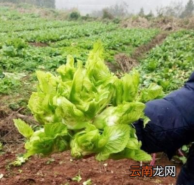 儿菜根部出现空心有以下几点