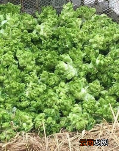 儿菜根部出现空心有以下几点