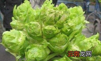 儿菜根部出现空心有以下几点