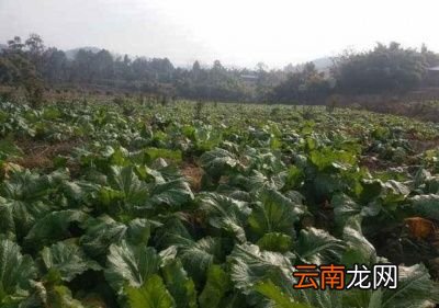 儿菜根部出现空心有以下几点