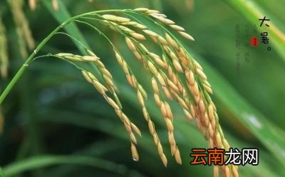 什么是“大暑热不透大热在秋后”呢