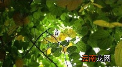 大暑热不透大热在秋后今年的立秋会热吗