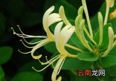 金银花应该如何种植