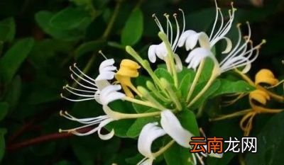 金银花应该如何种植