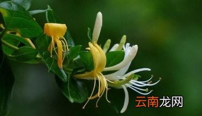 金银花应该如何种植