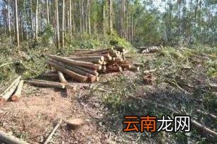 砍伐树木的处罚标准 毁坏他人树木赔偿标准