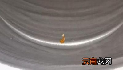 我想问这人参果到底是比喻个什么东西呢