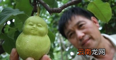 我想问这人参果到底是比喻个什么东西呢