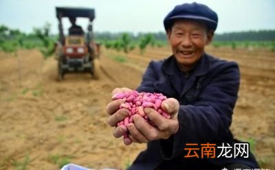 花生带壳种好还是不带壳好呢