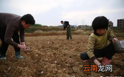 花生带壳种好还是不带壳好呢