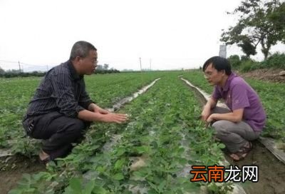 花生播种是仁播好还是果播好