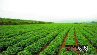 花生播种是仁播好还是果播好