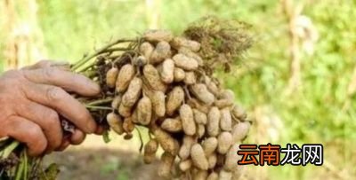 种植花生带壳和不带壳哪个更好