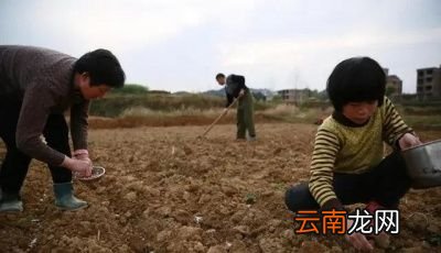 种植花生带壳和不带壳哪个更好