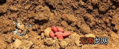 种植花生带壳和不带壳哪个更好