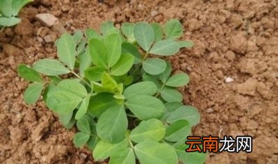 种植花生带壳和不带壳哪个更好
