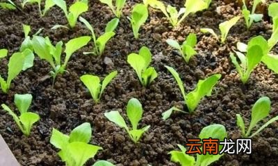 生菜在什么时候种植