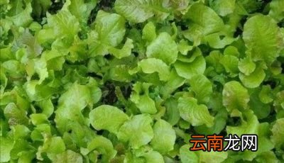 生菜在什么时候种植