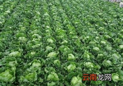 生菜在什么时候种植