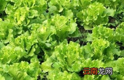 生菜在什么时候种植