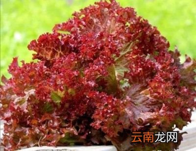 生菜在什么时候种植