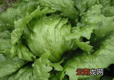 生菜在什么时候种植