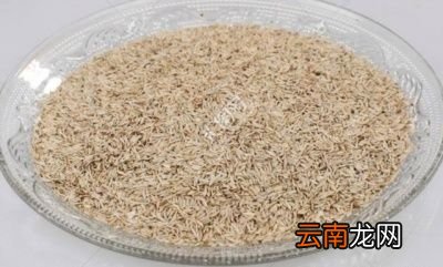 生菜在什么时候种植