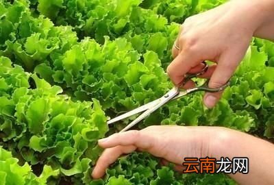 点生菜的选种技巧