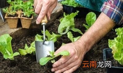 点生菜的选种技巧