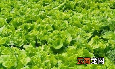 点生菜的选种技巧