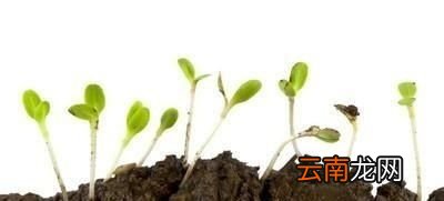 点生菜的选种技巧