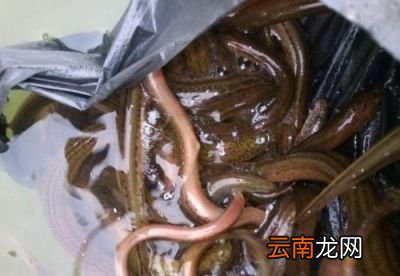 农村黄鳝怎么杀有什么讲究么