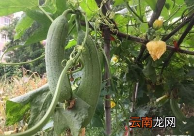 丝瓜是有棱的好还是无棱的好