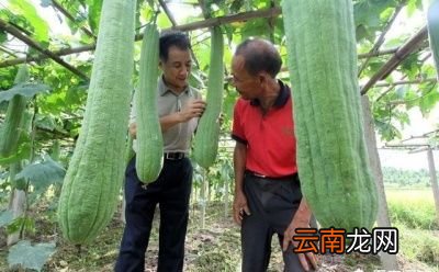 无棱丝瓜和有棱丝瓜哪种好