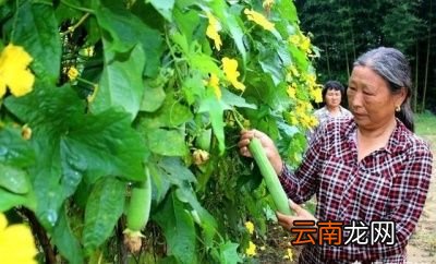 无棱丝瓜和有棱丝瓜哪种好