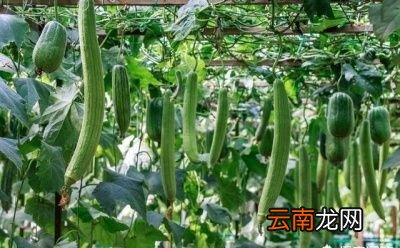 无棱丝瓜和有棱丝瓜哪种好