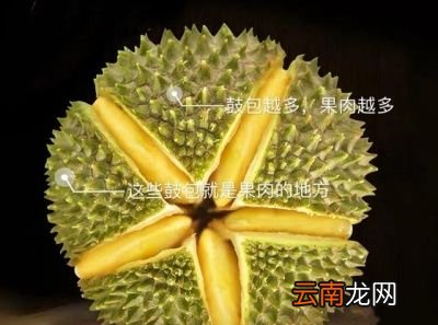 如何判断榴莲熟不熟