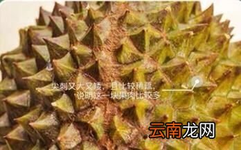 如何判断榴莲熟不熟