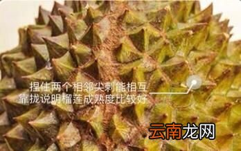 如何判断榴莲熟不熟