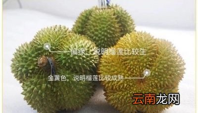 如何判断榴莲熟不熟