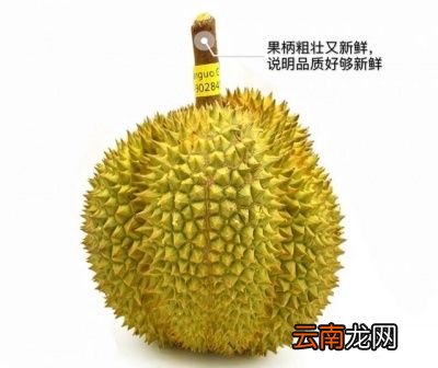 如何判断榴莲熟不熟