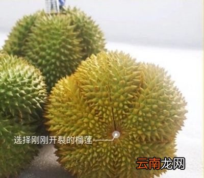 如何判断榴莲熟不熟