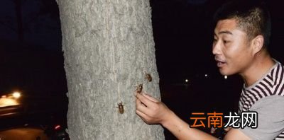 “为什么知了猴在树上产卵却从土里爬出来呢”