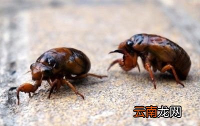 “为什么知了猴在树上产卵却从土里爬出来呢”