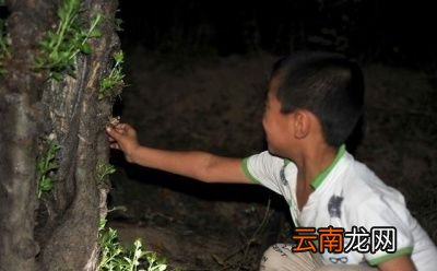 “为什么知了猴在树上产卵却从土里爬出来呢”